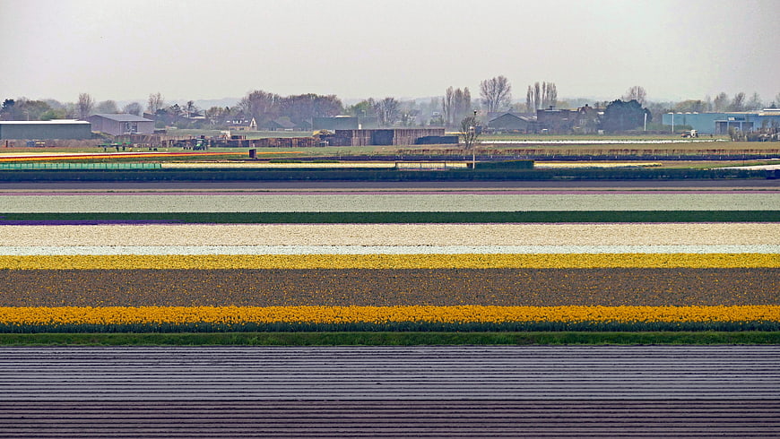 Colorful horizontal stripes of tulip fields in spring landscape