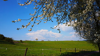 Blooming white tree branches over green meadow and blue sky