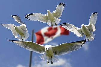 Seagulls Flying in Formation with Canadian Flag Background