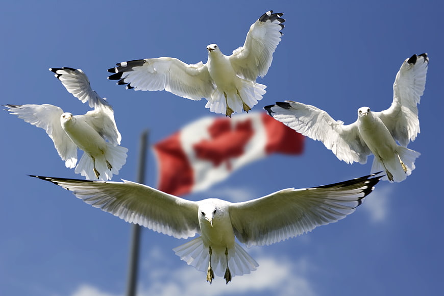 Seagulls Flying in Formation with Canadian Flag Background