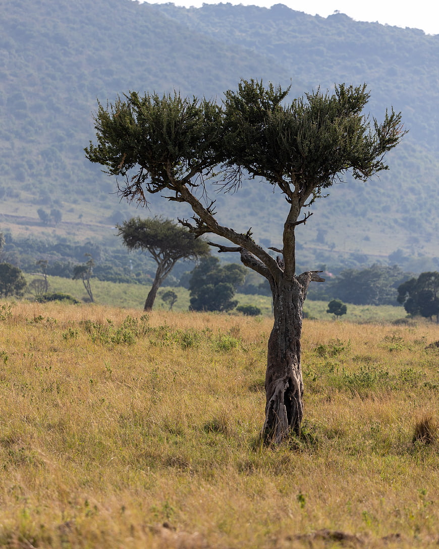 Lone acacia tree in golden savanna grassland with hills