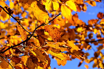 Golden beech leaves against a blue autumn sky