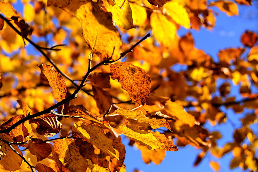 Golden beech leaves against a blue autumn sky