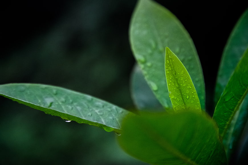 Close-up of green leaves with water droplets and bokeh background