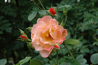 Salmon Rose Bloom with Buds in Garden