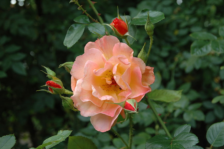 Salmon Rose Bloom with Buds in Garden