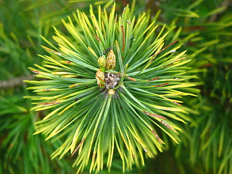 Close-up of pine branch with green and yellow needles