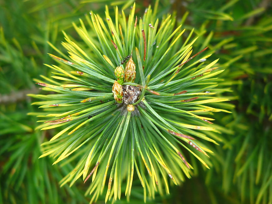 Close-up of pine branch with green and yellow needles