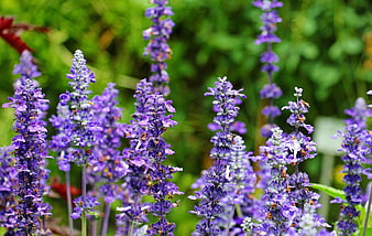 Vibrant Purple Sage Flowers in a Lush Green Garden