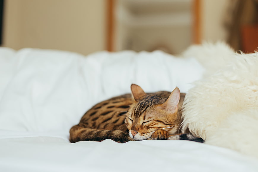 Sleeping Bengal Cat on White Bed Sheets