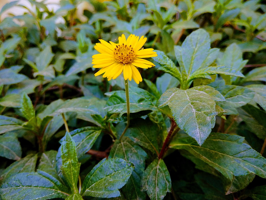 Yellow Wildflower Blooming in Green Foliage