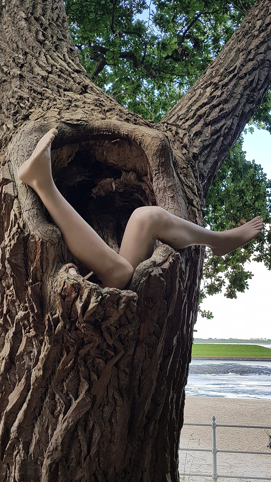 Mannequin legs emerging from hollow tree trunk near beach