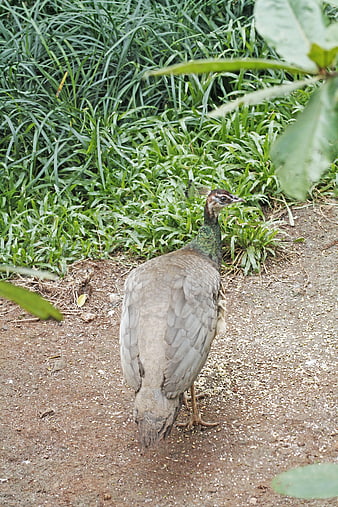 Female Peacock Walking on Dirt Path in Garden
