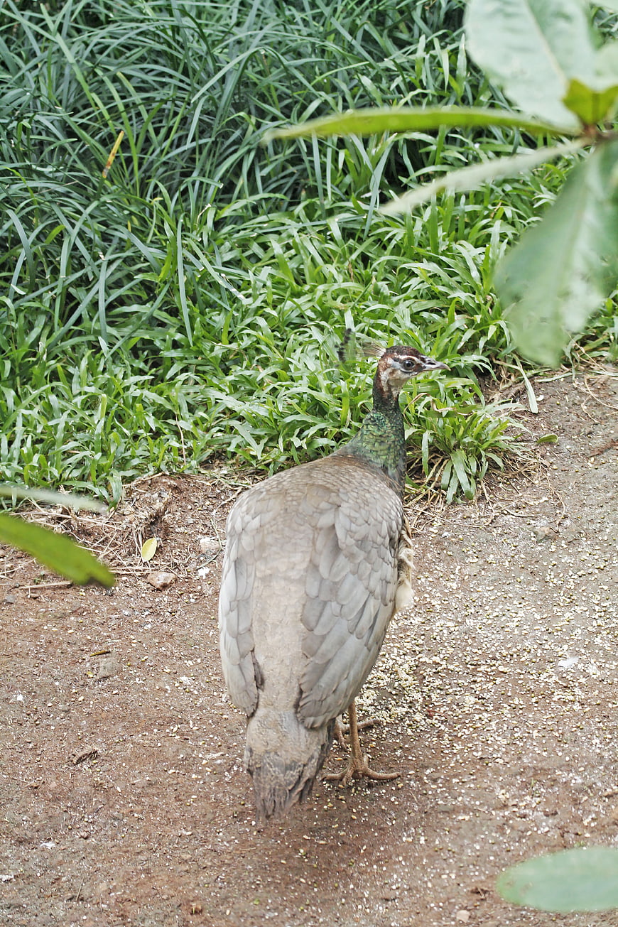 Female Peacock Walking on Dirt Path in Garden
