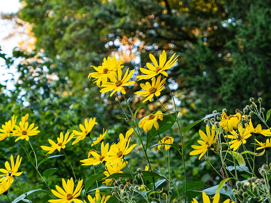 Vibrant Yellow Wildflowers in a Lush Green Garden