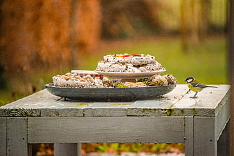 Great tit bird on wooden table with suet cakes
