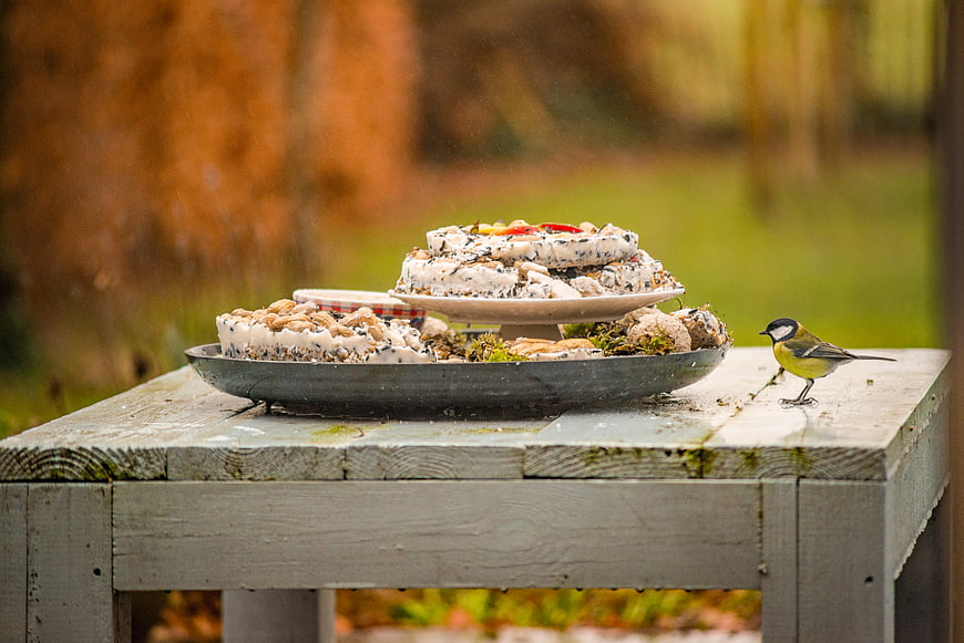 Great tit bird on wooden table with suet cakes