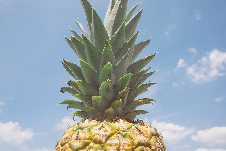 Close-up of pineapple crown against blue sky