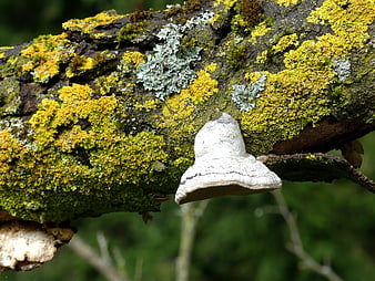 White Bracket Fungus Growing on Lichen-Covered Tree Branch