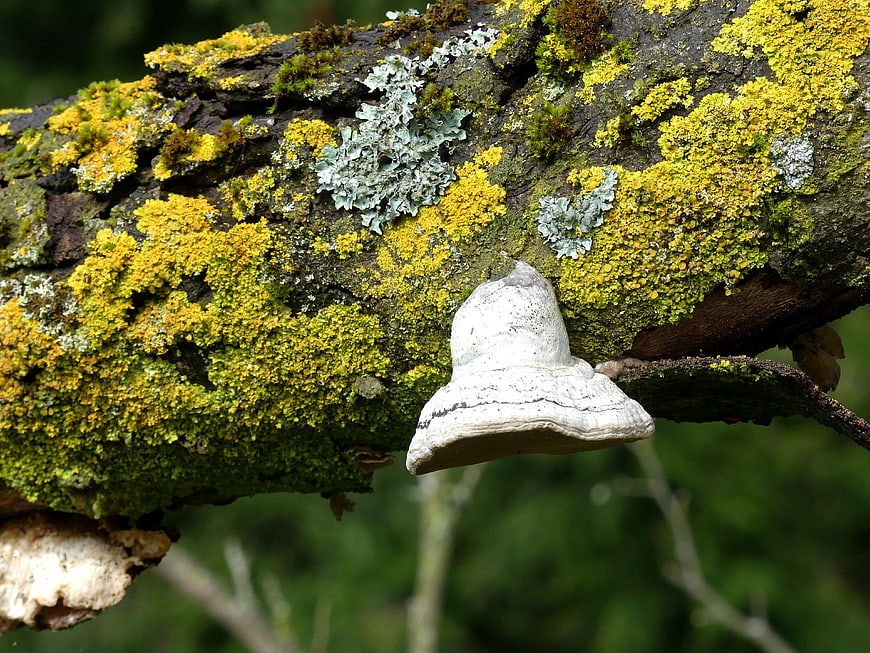 White Bracket Fungus Growing on Lichen-Covered Tree Branch