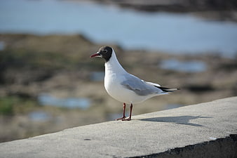 Black-headed Gull Standing on Concrete Wall with Blurred Background
