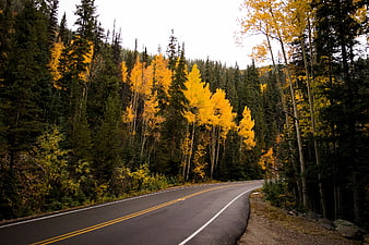 Winding Mountain Road Through Golden Aspen Forest in Autumn