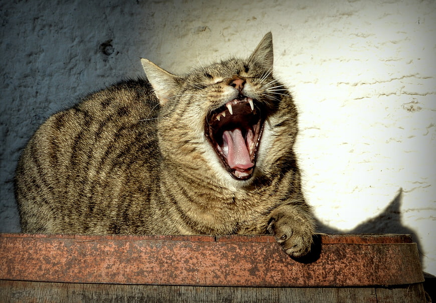 Tabby Cat Yawning Wide Open On Wooden Barrel