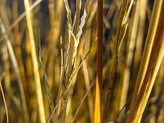 Close-up of golden dry grass stalks in sunlight