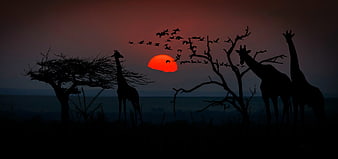 Silhouette of Giraffes and Birds at African Sunset