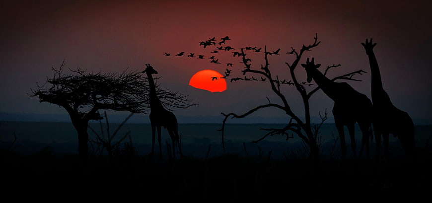 Silhouette of Giraffes and Birds at African Sunset