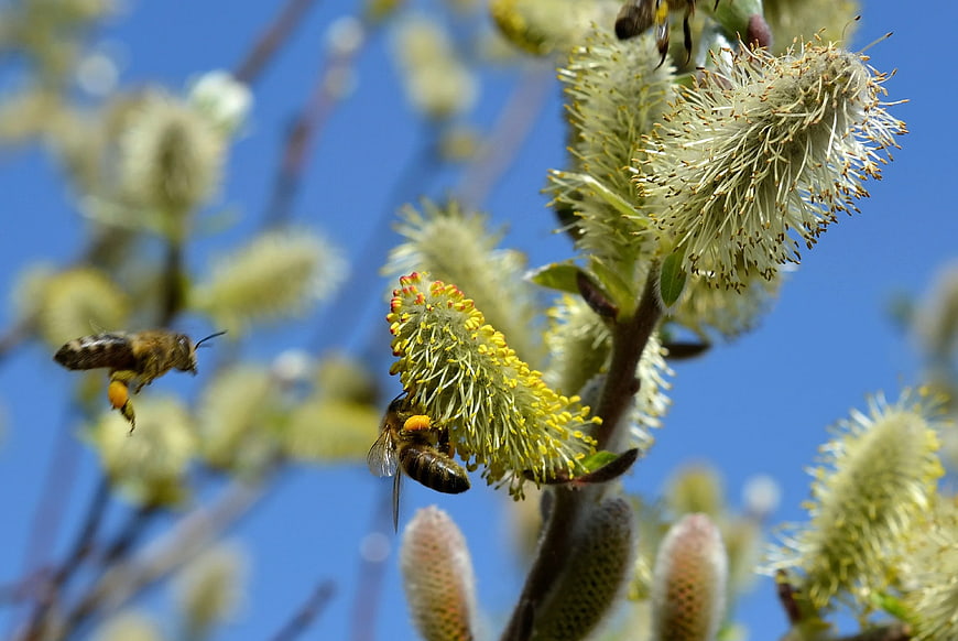 Honey Bees Pollinating Willow Catkins Against Blue Sky