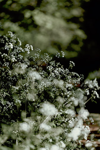 Close-up of delicate white wildflowers in a forest