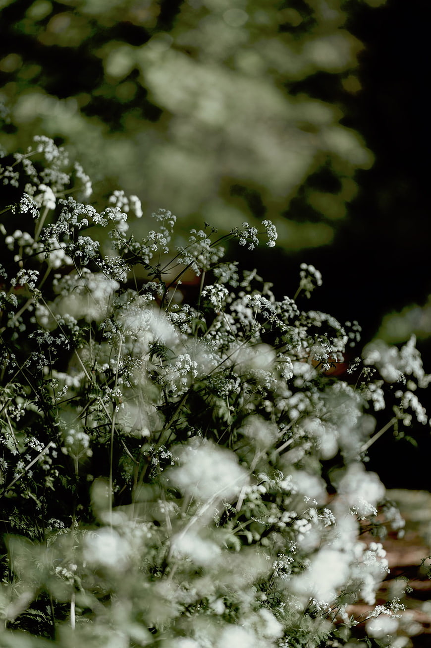 Close-up of delicate white wildflowers in a forest