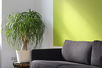 Modern living room interior with green accent wall and plant