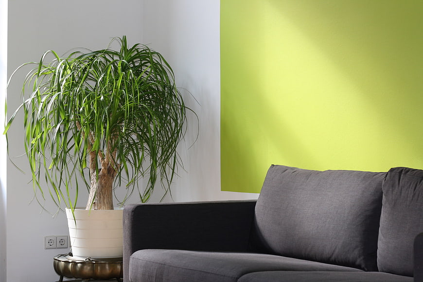 Modern living room interior with green accent wall and plant