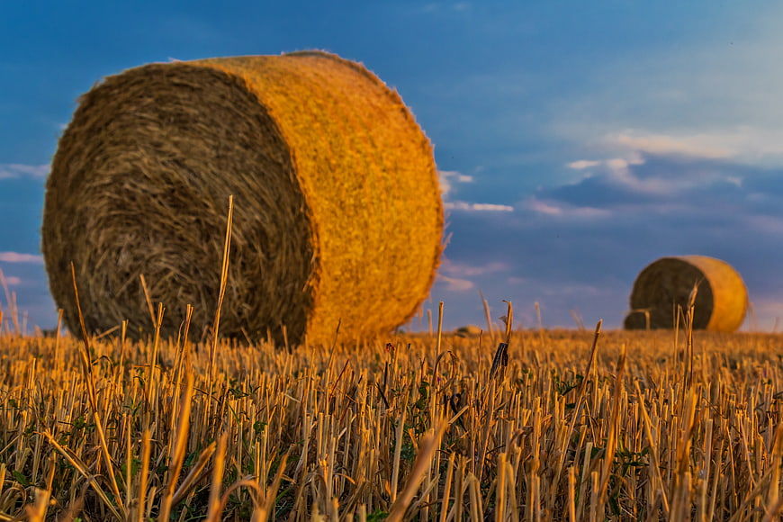 Golden Hay Bales in Harvested Field at Sunset