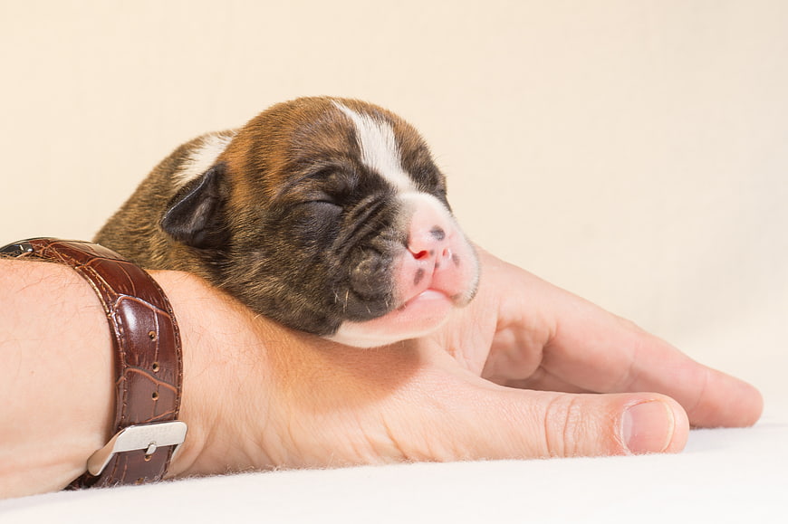 Sleeping bulldog puppy resting on human hand with watch