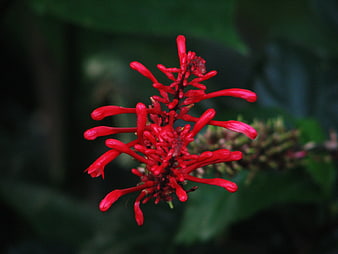 Vibrant Red Coral Flower Close-Up Against Dark Green Background