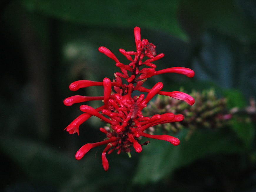 Vibrant Red Coral Flower Close-Up Against Dark Green Background