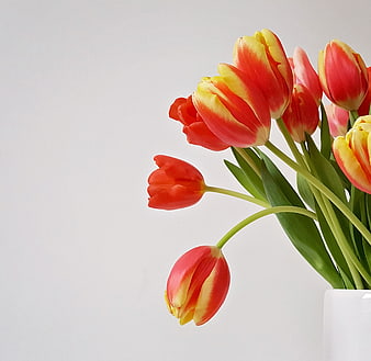 Red and Yellow Tulips in White Vase with Copyspace