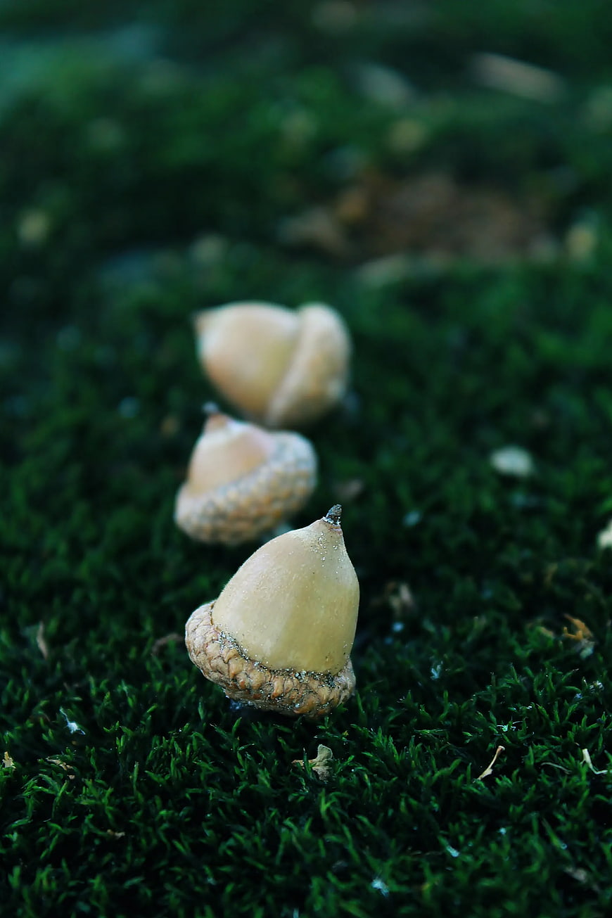 Three Acorns on Green Moss Forest Floor