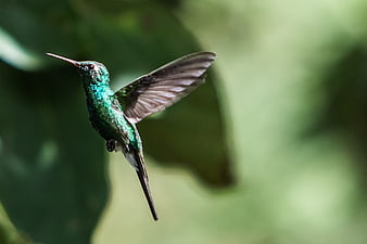 Green-tailed Emerald Hummingbird in Flight Against Blurred Green Background