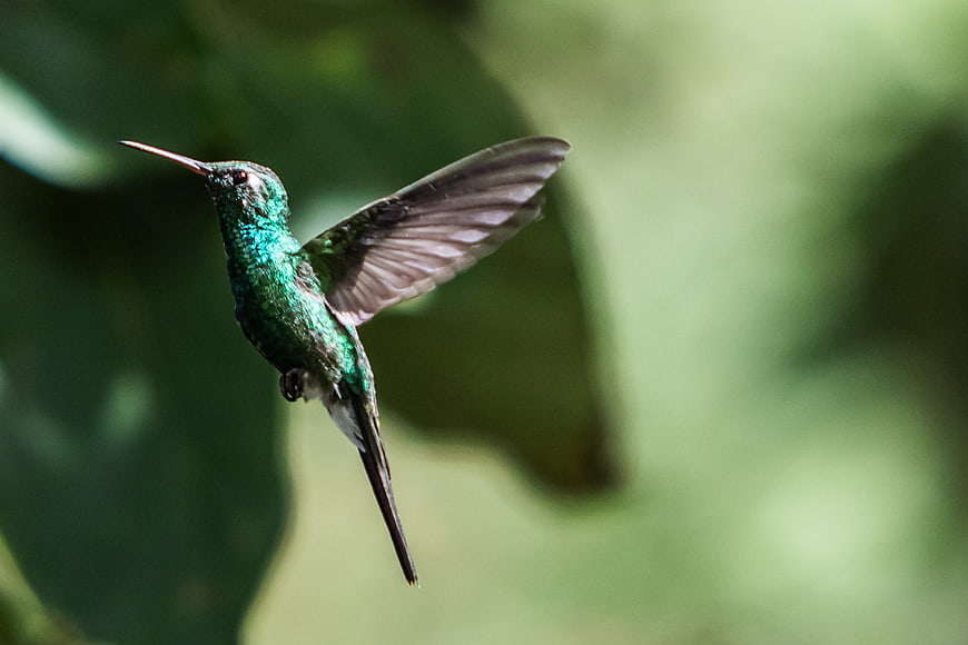 Green-tailed Emerald Hummingbird in Flight Against Blurred Green Background