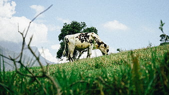 Spotted Cow Grazing on Green Hillside with Mountain View