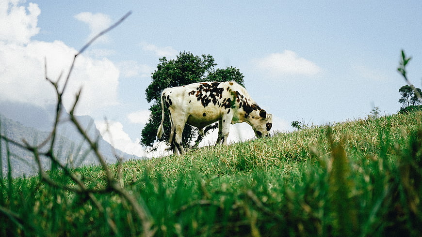 Spotted Cow Grazing on Green Hillside with Mountain View