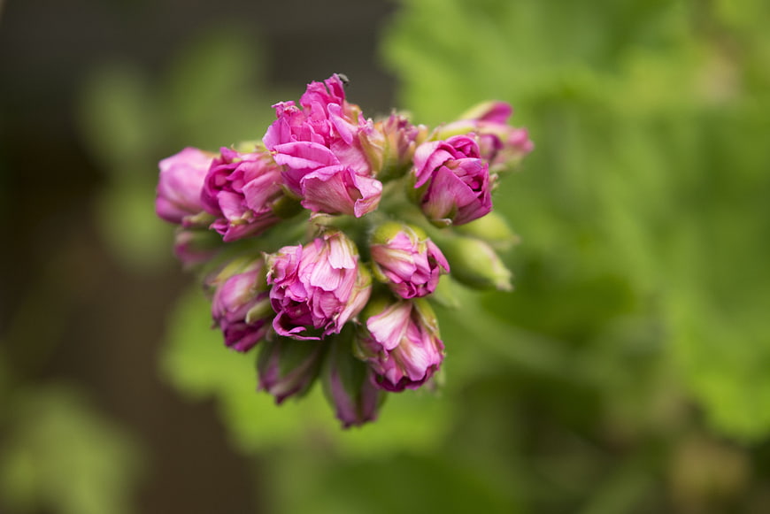 Close-up of pink geranium flower buds on green background
