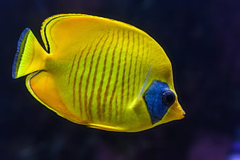Vibrant Yellow Butterflyfish Swimming in Dark Aquarium Water