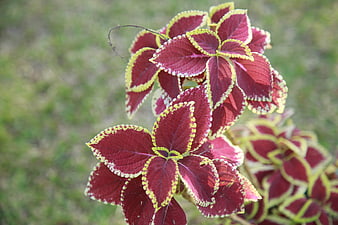 Vibrant Red and Yellow Coleus Leaves Close-Up