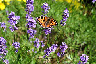 Small Tortoiseshell Butterfly on Purple Lavender Flowers