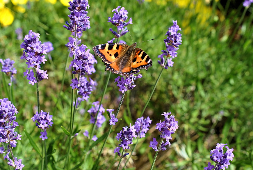 Small Tortoiseshell Butterfly on Purple Lavender Flowers